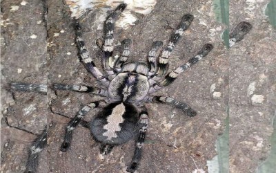 POECILOTHERIA VITTATA / PEDERSON